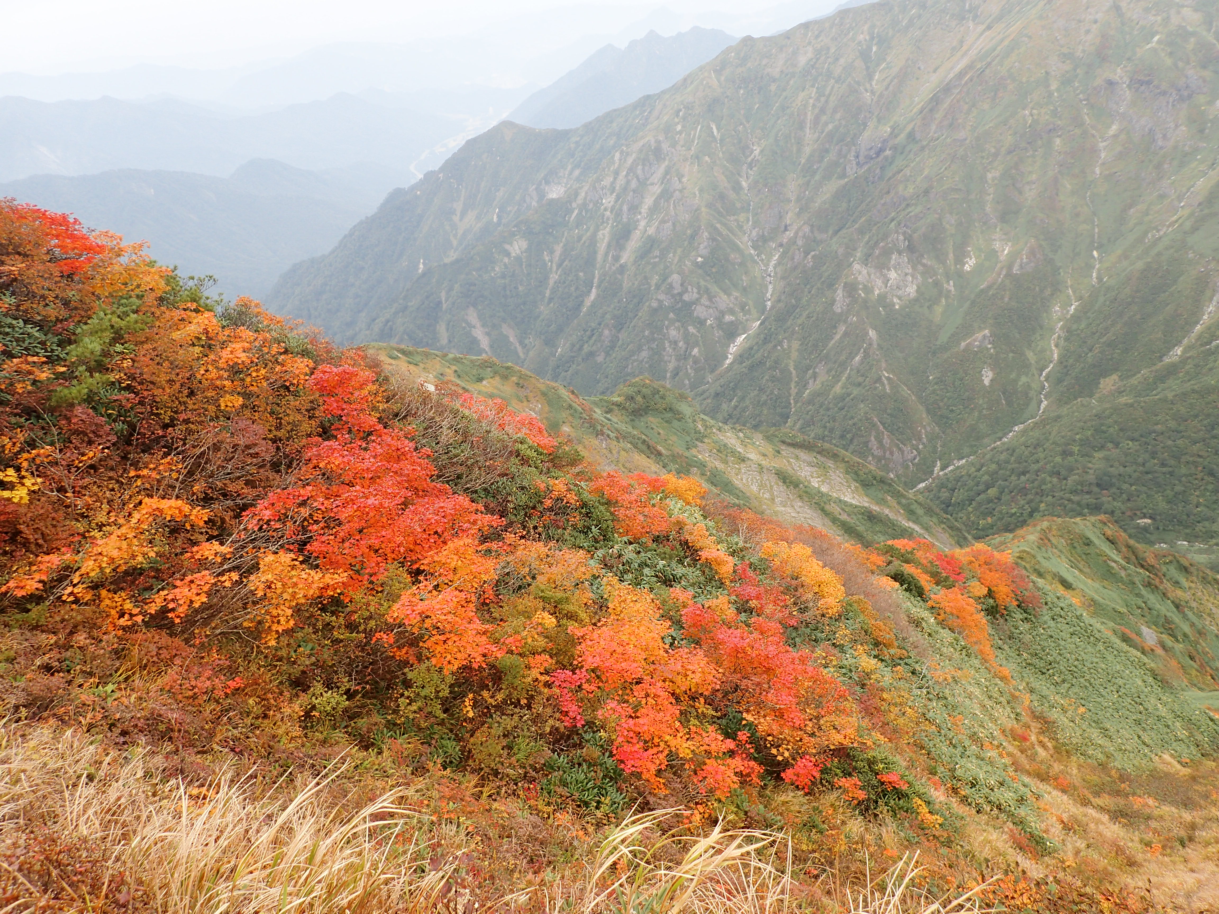 谷川/紅葉の赤谷川本谷