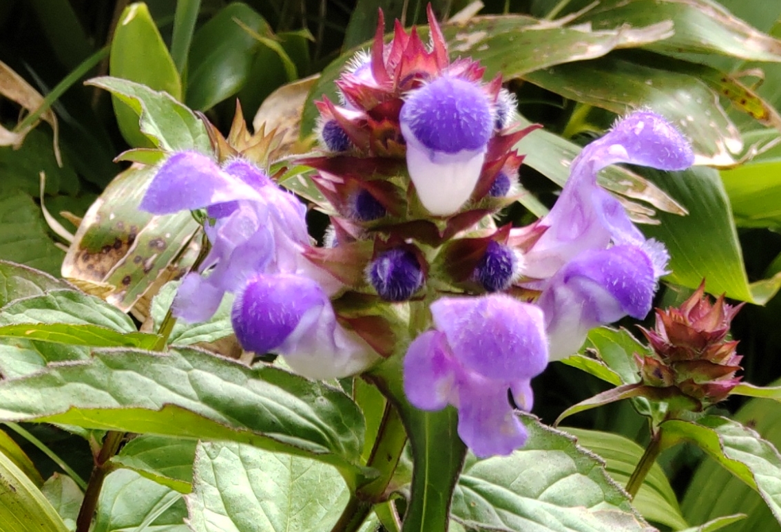 お花満開、朝日連峰以東岳ハイキング