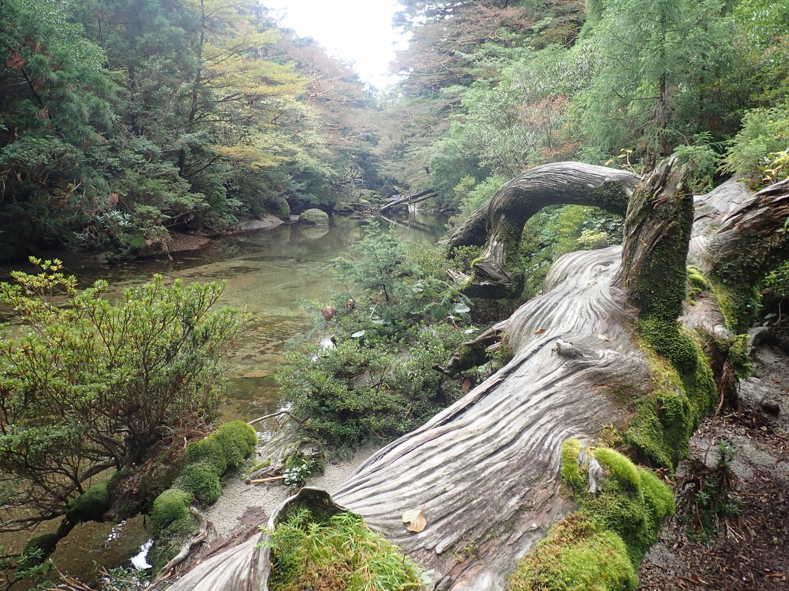 屋久島/淀川中俣