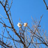 湯河原幕岩/新春登り初め