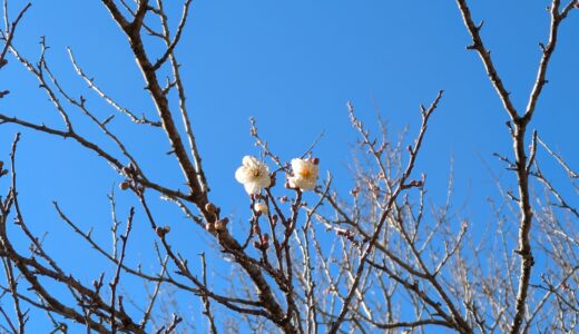 湯河原幕岩/新春登り初め